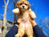 Show Kalıte Maltipoo Yavrularımız