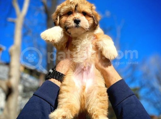 Show Kalıte Maltipoo Yavrularımız görsel