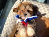 Show Kalıte Maltipoo Yavrularımız