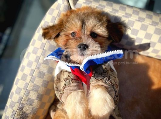 Show Kalıte Maltipoo Yavrularımız görsel