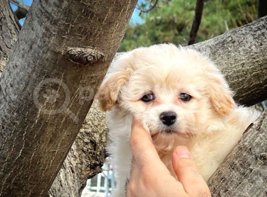 Cocuklarla Anlasabılen En Iyı Irk Maltipoo  Yavrularımız görsel