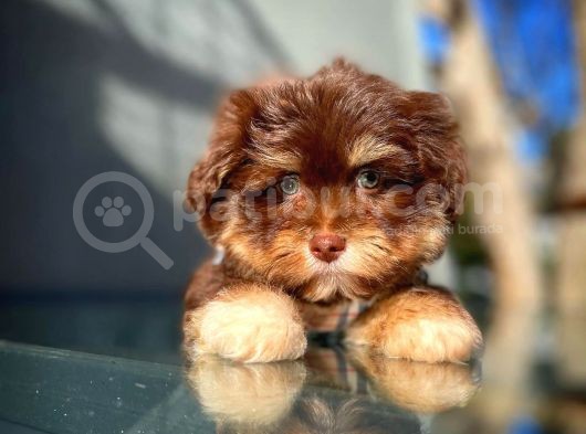 Show Kalıte Maltipoo Yavrularımız görsel