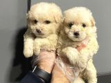 Satilik Malti̇poo Yavrulari