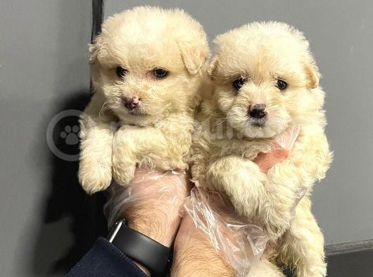 Satilik Malti̇poo Yavrulari görsel