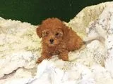Tüy Dökmeyen Koku Yapmayan Red Poodle Yavrumuz
