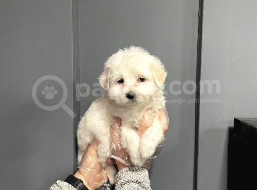 Satilik Maltese Terri̇er Yavrulari görsel