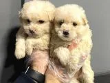 Satilik Malti̇poo Yavrulari
