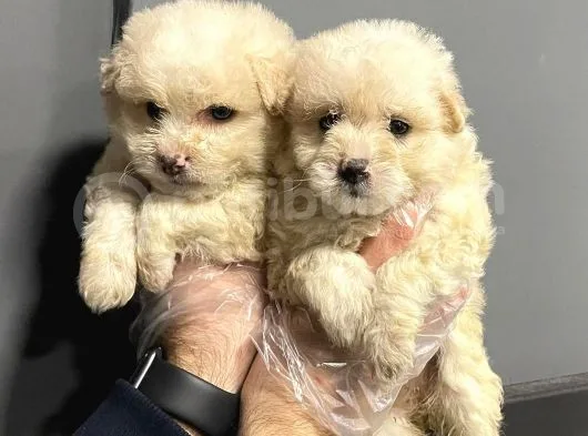 Satilik Malti̇poo Yavrulari