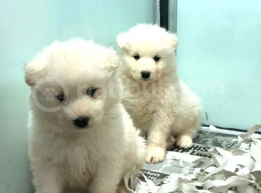 Satilik Samoyed Yavrulari