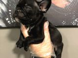 Satilik French Bulldog Yavrulari