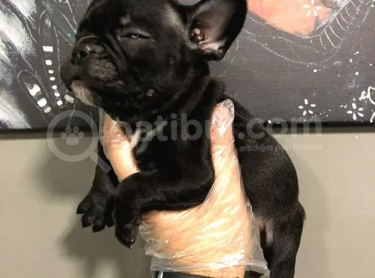 Satilik French Bulldog Yavrulari