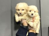 Satilik Malti̇poo Yavrulari
