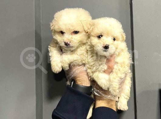Satilik Malti̇poo Yavrulari görsel