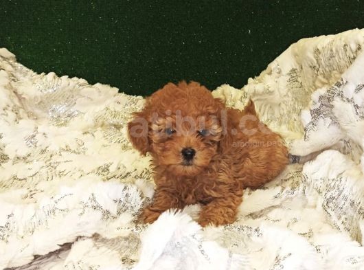 Tüy Dökmeyen Koku Yapmayan Red Poodle Yavrumuz görsel