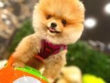 3.5 Aylik Erkek Pomerani̇an Boo