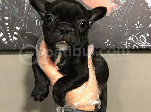 Satilik French Bulldog Yavrulari görsel