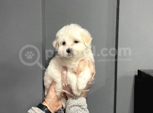 Satilik Maltese Terri̇er Yavrulari görsel