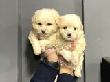 Satilik Malti̇poo Yavrulari