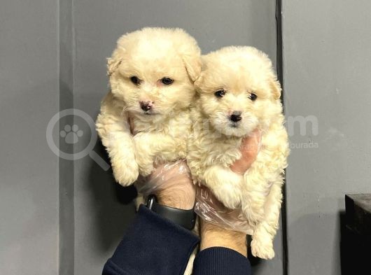 Satilik Malti̇poo Yavrulari görsel