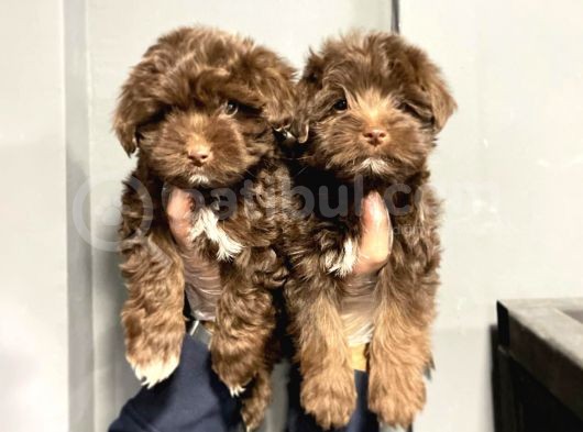 Satilik Malti̇poo Yavruları görsel