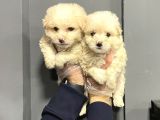 Satilik Malti̇poo Yavrulari