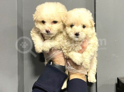 Satilik Malti̇poo Yavrulari görsel