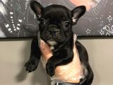Satilik French Bulldog Yavrulari