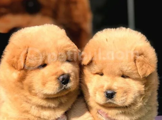 Satilik Chow Chow Yavrulari