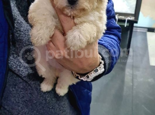 Maltipoo Bebeklerimiz görsel