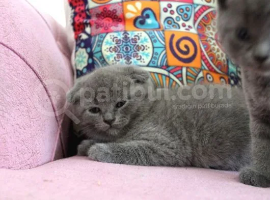 Minik Oglum