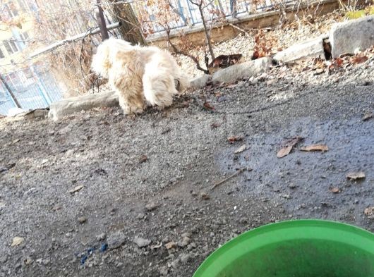 Erkek Terri̇er Kisir Deği̇l görsel