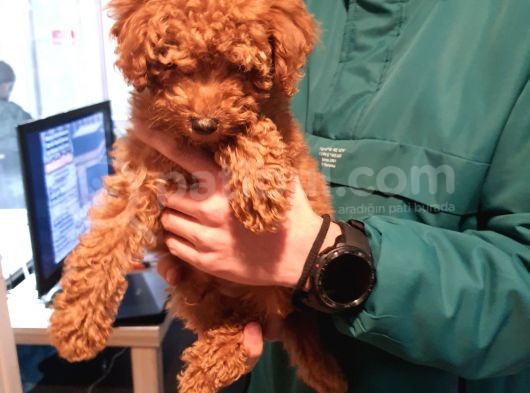 Toy Poodle Yavrularımız görsel