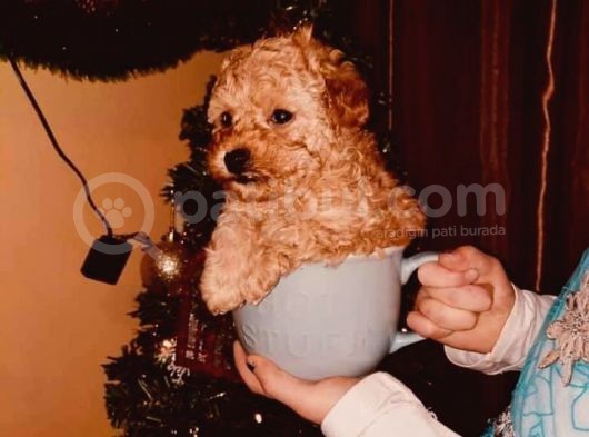 Dişi Ve Erkek Toy Poodle görsel
