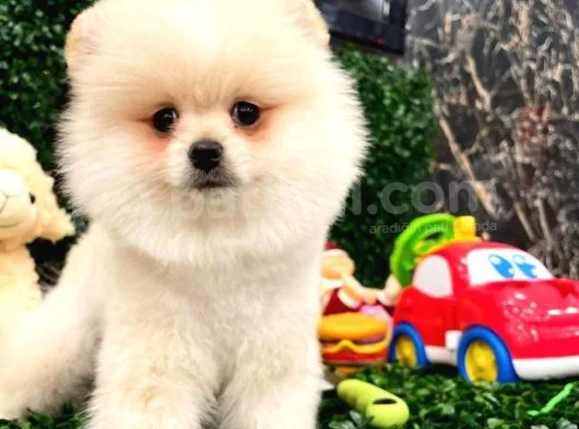 3 Aylik Erkek Pomerani̇an Boo