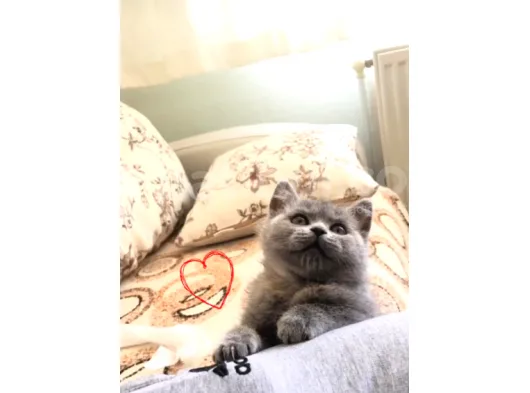 Scottish Fold & Scottis Straight Yavrularımız Sizi Bekliyor.