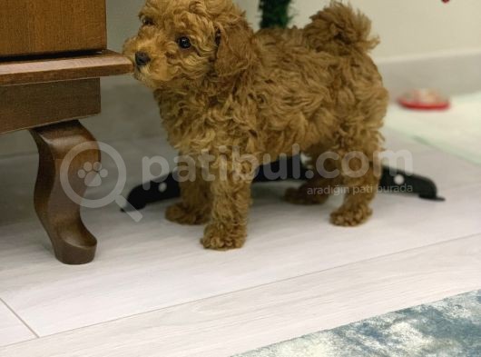 4 Aylık Erkek Red Toy Poodle Muğla görsel