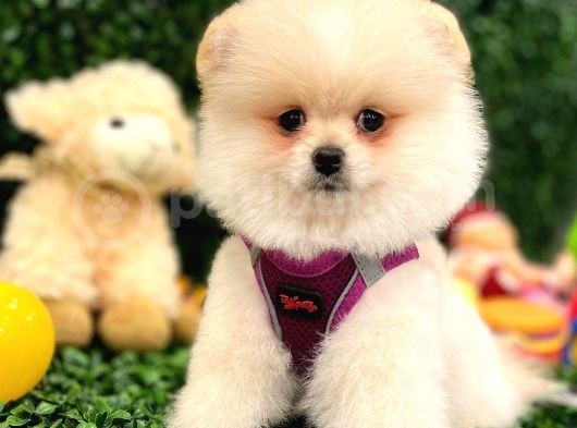 3 Aylik Erkek Pomerani̇an Boo görsel