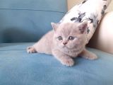 Scottish Fold & Scottis Straight Yavrularımız Sizi Bekliyor.