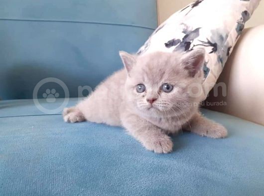 Scottish Fold & Scottis Straight Yavrularımız Sizi Bekliyor. görsel