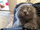 Scottish Fold & Scottis Straight Yavrularımız Sizi Bekliyor.