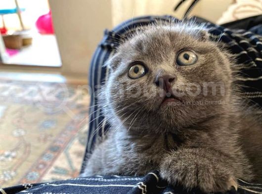 Scottish Fold & Scottis Straight Yavrularımız Sizi Bekliyor. görsel