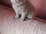 Scottish Fold & Scottis Straight Yavrularımız Sizi Bekliyor.
