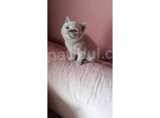 Scottish Fold & Scottis Straight Yavrularımız Sizi Bekliyor. görsel