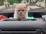 Scottish Fold & Scottis Straight Yavrularımız Sizi Bekliyor.