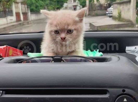 Scottish Fold & Scottis Straight Yavrularımız Sizi Bekliyor. görsel