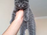 Scottish Fold & Scottis Straight Yavrularımız Sizi Bekliyor.