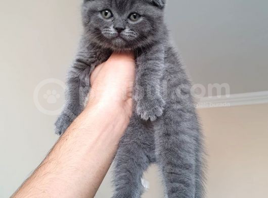 Scottish Fold & Scottis Straight Yavrularımız Sizi Bekliyor. görsel