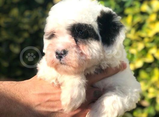 Sevimli Morkie görsel