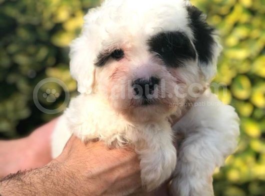 Sevimli Morkie görsel