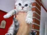 Scottish Fold & Scottis Straight Yavrularımız Sizi Bekliyor.